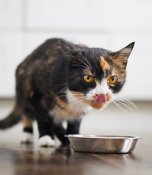 Nutriss es bueno para gato